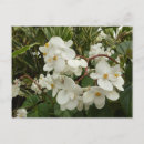 Recherche de bégonias cartes postales Nature