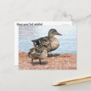 Suche nach babyenten postkarten Vogelvogel