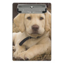 Recherche de labrador porte blocs Retriever