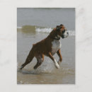Recherche de chien boxeur cartes postales Photographe canin