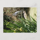 Recherche de heron cartes postales Fleurs