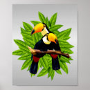 Suche nach exotischer vogel poster Tukane