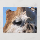 Recherche de girafe photo cartes postales Nature