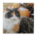 Suche nach kürbisse fliesen Katze