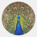 Recherche de plumes paon autocollants Oiseau