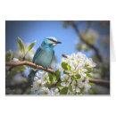 Recherche de oiseau bleu montagne cartes postales Sauvage