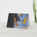 Suche nach lustige eichhörnchen fotos postkarten Natur