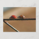 Recherche de coccinelle photographie Nature