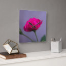 Suche nach rosa centifolia poster Pflanze