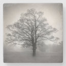 Suche nach einziger baum Fotografie