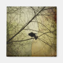 Suche nach die krähe magnete Amsel