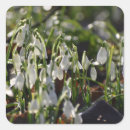 Recherche de fleur de neige autocollants Blanc