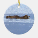 Recherche de ratons laveurs ornements Animaux