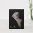 Recherche de zantedeschia blanc Élégant