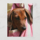 Suche nach glatte dackel poster Bob und pam langrish