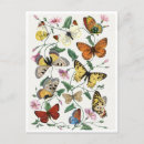 Recherche de illustrations botaniques cartes postales Papillon
