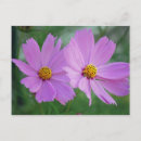Recherche de fleur de cosmos cartes postales Pour elle