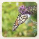 Recherche de papillon monarque dessous de verres Photographie