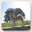 Suche nach shiba inu untersetzer In voller länge