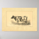 Recherche de bétail posters Taureau