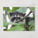 Suche nach bandit Baby