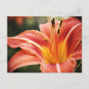 Recherche de iris jaune cartes postales Rose