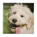 Suche nach hosen fliesen Hund