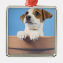 Suche nach tierkopf ornamente Hund