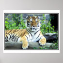 Suche nach sibirischer tiger poster Panthera