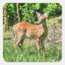 Suche nach gepunktet aufkleber Hirsche