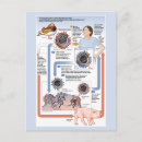 Recherche de grippe cartes postales Oiseau