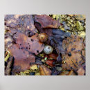 Suche nach waldboden poster Bäume