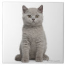 Recherche de chaton carreaux Fourrure