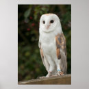 Suche nach schleiereule poster Vogel