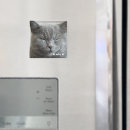 Recherche de photos de chaton magnets Toute personne