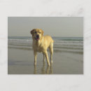 Recherche de pendu cartes postales Animal