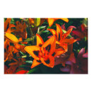 Suche nach tiger lily poster Grün