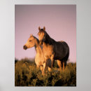 Suche nach arabisches pferd poster Araber