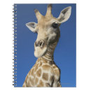 Suche nach giraffa camelopardalis Giraffe