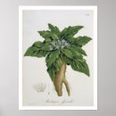 Suche nach veg poster Frucht