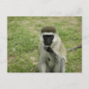 Recherche de pour manger cartes postales Faune