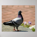 Recherche de color poster Animal