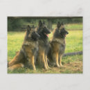 Suche nach schäferhunde postkarten Hundefreund