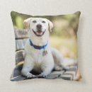 Recherche de labrador coussins Animal