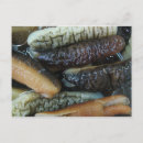 Recherche de concombre cartes postales Drôle