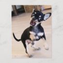 Recherche de rawr cartes postales Drôle