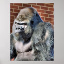 Suche nach baby gorilla poster Tier