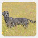 Recherche de animal triste autocollants Animaux