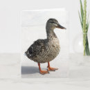 Suche nach ducks karten Entnahme