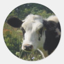 Suche nach färsen Tier